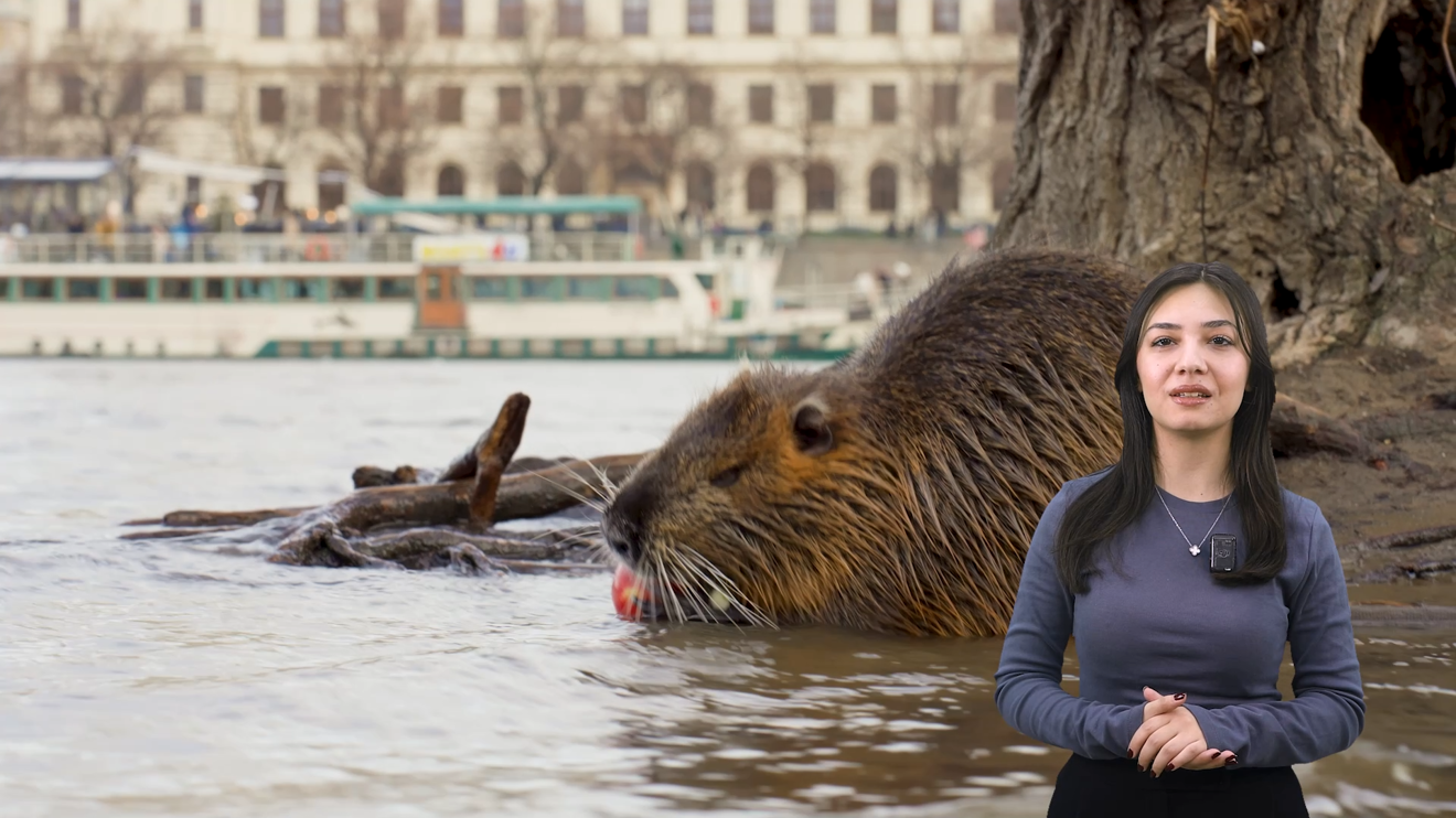 Kapibara ismini bu sene ne kadar çok duyduk değil mi❓